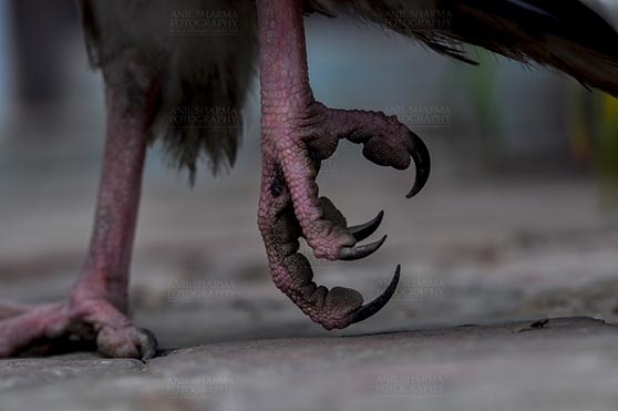Birds- Egyptian Vulture (Neophron percnopterus) Aligarh, Uttar Pradesh, India. (Photo: Anil Sharma) The Egyptian vulture, Aligarh, India- January 21, 2017:  Close-up of an Egyptian Vulture's feet at Aligarh, India. by Anil