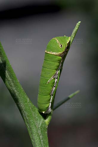 Insects- Caterpillar Noida, Uttar Pradesh, India- April 7, 2016: A Citrus (Lime, lemon) Swallowtail butterfly caterpillar (Papilio demoleus) at Noida, Uttar Pradesh, India. by Anil