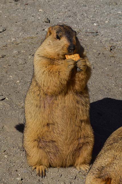 Wildlife- The Himalayan Marmots, Leh, Ladakh, India. (Photo: Atul Sharma) The Himalayan Marmot enjoying a biscuit in Leh, Ladakh, India. by Anil