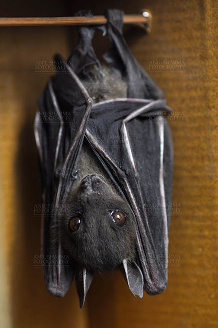 Wildlife- Indian Fruit Bat (Petrous giganteus) Noida, Uttar Pradesh, India.(Photo: Anil Sharma) Indian Fruit Bats (Pteropus giganteus) Noida, Uttar Pradesh, India- January 19, 2017: An Indian fruit bat captive grooming pose while hanging upside down at Noida, Uttar Pradesh, India. by Anil