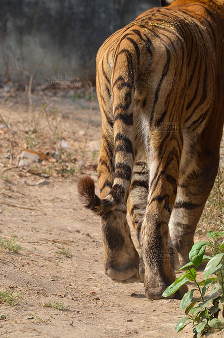Wildlife- Royal Bengal Tiger (Panthera Tigris Tigris) Royal Bengal Tiger, New Delhi, India- April 2, 2018: A Royal Bengal Tiger (Panthera tigris Tigris) roaming showing back portion at New Delhi, India. by Anil