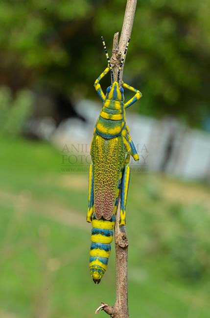 Insects- Indian Painted Grasshopper An Indian Painted Grasshopper, Poekilocerus Pictus, on a tree branch at Noida, Uttar Pradesh, India. by Anil