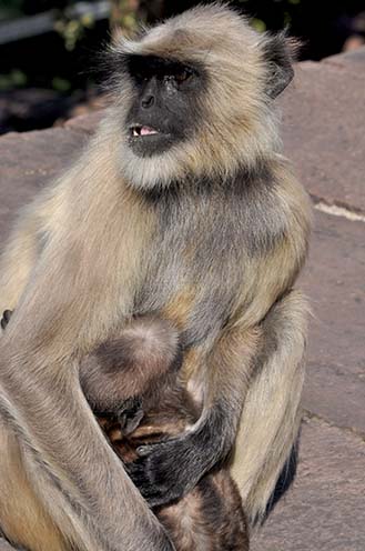 Wildlife- Gray or Common Indian Langur (India) Close-up of a mother black footed Gray Langur (Semnopithecus hypoleucos) with newly born suckling baby in her arms at Bhopal, Madhya Pradesh, India. by Anil