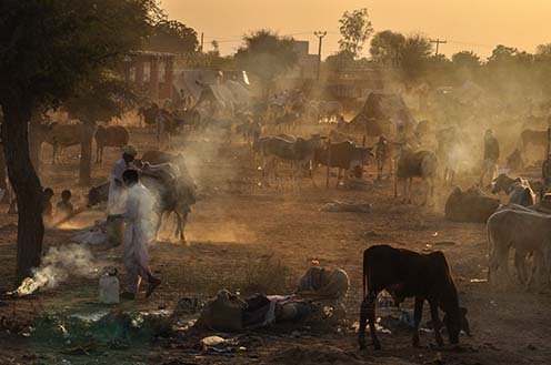 Fairs- Nagaur Cattle Fair (Rajasthan) Nagaur, Rajasthan, India- Febuary 10, 2011: Dust and smoke evening, farmers with their families cattles and bullcarts at the Nagaur cattle fair, Nagaur, Rajasthan (India). by Anil