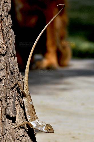 Reptiles- Oriental Garden Lizard Noida, Uttar Pradesh, India- May 25, 2012: The long tail Oriental Garden Lizard or Eastern Garden Lizard (Calotes versicolor) in a garden at Noida, Uttar Pradesh, India. by Anil