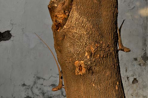 Reptiles- Oriental Garden Lizard Noida, Uttar Pradesh, India- June 26, 2016: Oriental Garden Lizard, Eastern Garden Lizard or (Calotes versicolor) two adult Garden Lizard resting on a tree trunk in a garden at Noida, Uttar Pradesh, India. by Anil