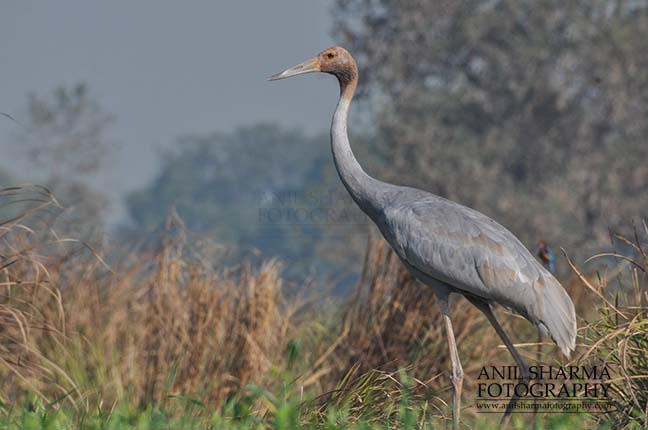 Birds- Sarus Crane (Grus Antigone) A young Sarus Crane, Grus Antigone (Linnaeus) in an agricultural field at Dhanauri wetland, Greater Noida, Uttar Pradesh, India. by Anil