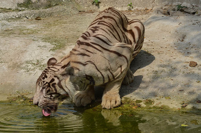 Wildlife- White Tiger (Panthera Tigris) White Tiger, New Delhi, India- June 20, 2018: A White Tiger (Panthera tigris) drinking water at New Delhi, India. by Anil