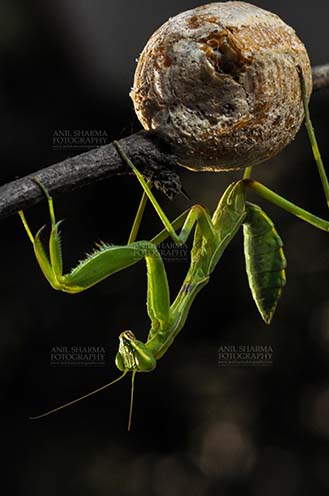 Insect- Praying Mantis A Praying Mantis,  Mantodea (or mantises, mantes) with ootheca the protective capsule with the eggs on a tree branch at Noida, Uttar Pradesh, India. by Anil