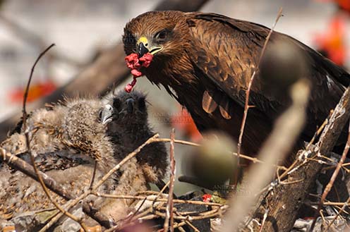 Birds-  Black Kite Milvus migrans (Boddaert) Mom black kite feeding raw meat to her chicks. by Anil