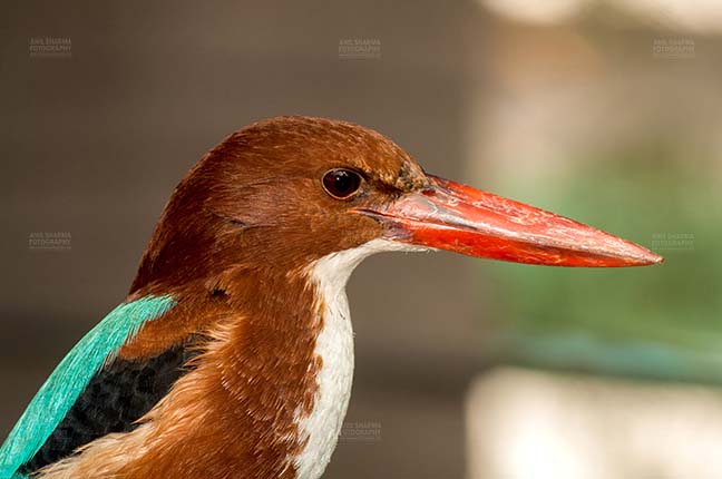 Birds- Whitebreasted Kingfisher (Halcyon smyrnensis) Noida, Uttar Pradesh, India. (Photo: Anil Sharma) A White Breasted Kingfisher, Halcyon smyrnensis (Linnaeus), with a long red beak, looking right side at  Noida, India. by Anil