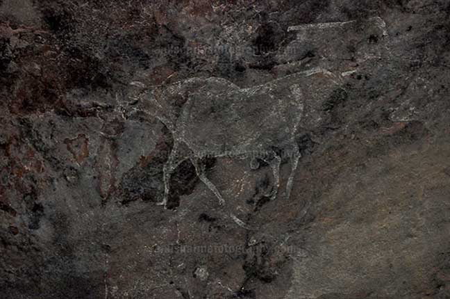 Archaeology- Bhimbetka Rock Shelters (India) Prehistoric Rock Painting showing running bull in white color at Bhimbetka archaeological site, Raisen, Madhya Pradesh, India by Anil