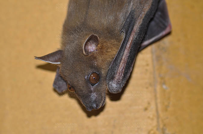 Wildlife- Indian Fruit Bat (Petrous giganteus) Noida, Uttar Pradesh, India.(Photo: Anil Sharma) Indian Fruit Bat (Pteropus giganteus) Noida, Uttar Pradesh, India- January 19, 2017: An Indian fruit bat hanging in a room taking rest at Noida, Uttar Pradesh, India. by Anil