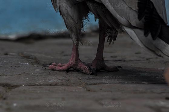 Birds- Egyptian Vulture (Neophron percnopterus) Aligarh, Uttar Pradesh, India. (Photo: Anil Sharma) The Egyptian vulture, Aligarh, India- January 21, 2017:  Egyptian Vulture waiting for other members at Aligarh,  India. by Anil