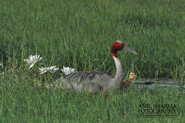 Birds- Sarus Crane (Grus Antigone) Mom Sarus Crane, Grus Antigone (Linnaeus) with her chick at Greater Noida, Uttar Pradesh, India. by Anil