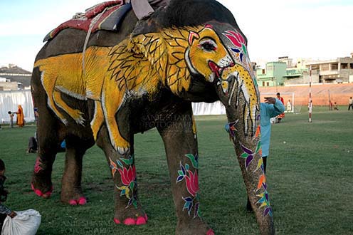 Festivals- Holi and Elephant Festival, Jaipur. Rajasthan, India. (Photo: Atul Sharma) A decorated Elephant with its owner at Holi and Elephant Festival at Jaipur, Rajasthan, India. 
. by Anil