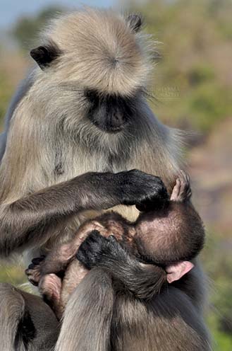 qWildlife- Gray or Common Indian Langur (India) Mother black footed Gray Langur (Semnopithecus hypoleucos) sitting on a tree branch, taking care of her newly born baby at Bhopal, Madhya Pradesh, India. by Anil