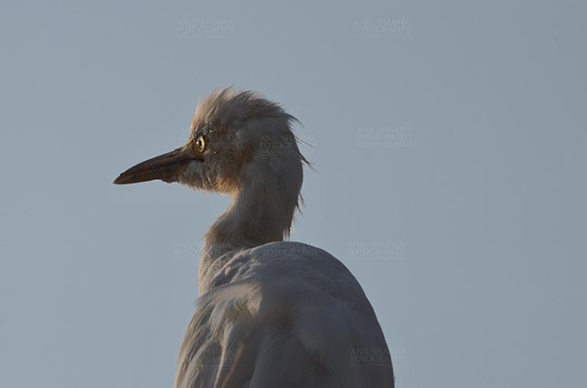Birds- Cattle Egret (Bubulcus ibis) Noida, India- October 13, 2015: Cattle Egret (Bubulcus ibis) close-up of head during breeding season with orange pullme on its head and back at Noida, Uttar Pradesh, India. by Anil
