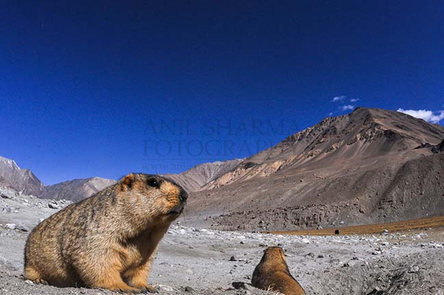 Wildlife- The Himalayan Marmots, J & K (India) Two Himalayan Marmots enjoying sun at Leh. by Anil
