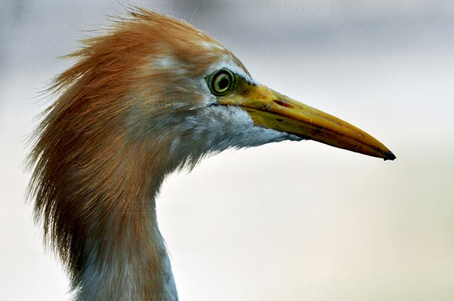 Birds- Cattle Egret (Bubulcus ibis) Noida, Uttar Pradesh, India, (Photo: Atul Sharma) September 12, 2013: Cattle Egret (Bubulcus ibis) close-up of head during breeding season with orange pullme on its head and back at Noida, Uttar Pradesh, India. by Anil