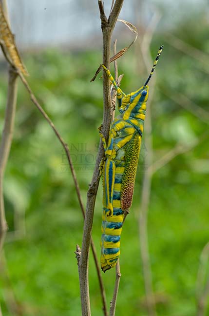 Insects- Indian Painted Grasshopper An Indian Painted Grasshopper, Noida, Uttar Pradesh, India- July 8, 2017: An Indian Painted Grasshopper, Poekilocerus Pictus, on a tree branch at Noida, Uttar Pradesh, India. by Anil