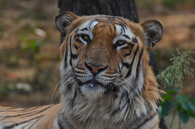 Wildlife- Royal Bengal Tiger (Panthera Tigris Tigris) Royal Bengal Tiger, New Delhi, India- April 5, 2018: Portrait of A Royal Bengal Tiger (Panthera tigris Tigris) at New Delhi, India. by Anil