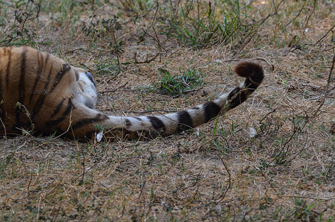 Wildlife- Royal Bengal Tiger (Panthera Tigris Tigris) Royal Bengal Tiger, New Delhi, India- April 2, 2018: Tail of a Royal Bengal Tiger (Panthera tigris Tigris) lying on the ground at New Delhi, India. by Anil