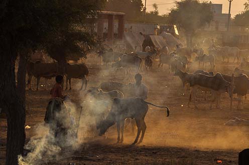 Fairs- Nagaur Cattle Fair, Rajasthan, India. (Photo: Atul Sharma) Nagaur, Rajasthan, India- Dusty evening, a buyer with cow and cattle in the background at Nagaur cattle fair, Nagaur, Rajasthan, India. by Anil