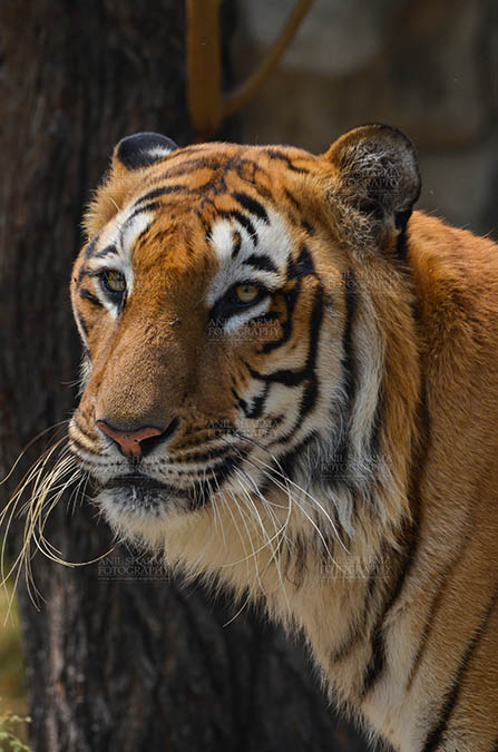 Wildlife- Royal Bengal Tiger (Panthera Tigris Tigris) Royal Bengal Tiger, New Delhi, India- April 3, 2018: Portrait of A Royal Bengal Tiger (Panthera tigris Tigris) at New Delhi, India. by Anil