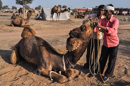 Fairs- Nagaur Cattle Fair (Rajasthan) Nagaur, Rajasthan, India- Febuary 10, 2011: A Buyer examining teeths of a young camel to know correct age at Nagaur cattle fair, Nagaur, Rajasthan (India). by Anil