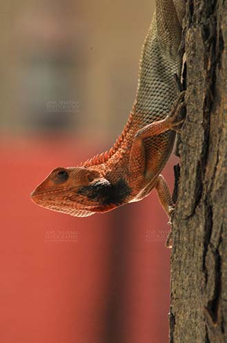 Reptiles- Oriental Garden Lizard Noida, Uttar Pradesh, India- May 28, 2011: Oriental Garden Lizard, Eastern Garden Lizard or Changeable Lizard (Calotes versicolor) on a tree trunk at Noida, Uttar Pradesh, India. by Anil