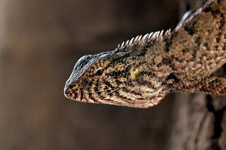 Reptiles- Oriental Garden Lizard Noida, Uttar Pradesh, India- May 18, 2011: Side pose of an Oriental Garden Lizard, Eastern Garden Lizard or (Calotes versicolor) at Noida, Uttar Pradesh, India. by Anil