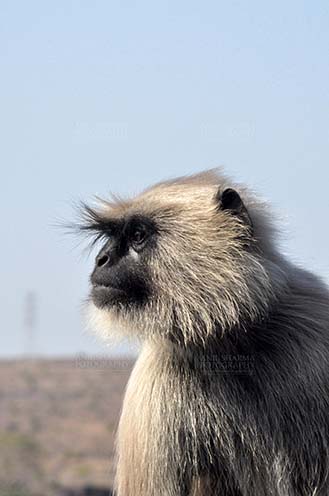Wildlife- Gray or Common Indian Langur (India) Close-up of an old black footed female Gray Langur (Semnopithecus hypoleucos) at Bhopal, Madhya Pradesh, India. by Anil
