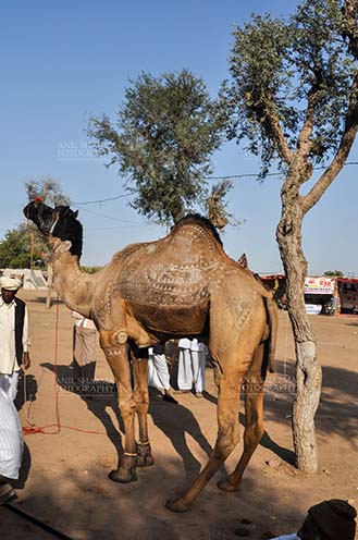 Fairs- Nagaur Cattle Fair (Rajasthan) Nagaur, Rajasthan, India- Febuary 10, 2011: A young camel with owner and buyers at Nagaur Cattle fair, Nagaur, Rajasthan, India by Anil