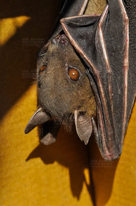 Wildlife- Indian Fruit Bat (Petrous giganteus) Noida, Uttar Pradesh, India.(Photo: Anil Sharma) Indian Fruit Bats (Pteropus giganteus) Noida, Uttar Pradesh, India- January 19, 2017: An Indian fruit bat hanging upside down, covered with its wings, at Noida, Uttar Pradesh, India. by Anil
