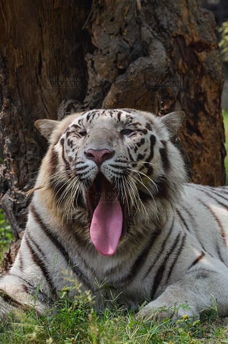 Wildlife- White Tiger (Panthera Tigris) White Tiger, New Delhi, India- April 3, 2018: Portrait of a White Tiger (Panthera tigris) showing tongue at New Delhi, India. by Anil