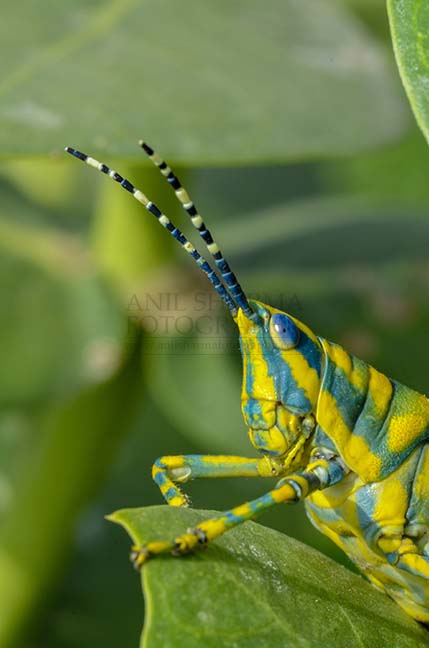 Insects- Indian Painted Grasshopper Micro photography of an Indian Painted Grasshopper’s head (Poekilocerus Pictus) sitting on milkweed plant leaves at Noida, Uttar Pradesh, India. by Anil