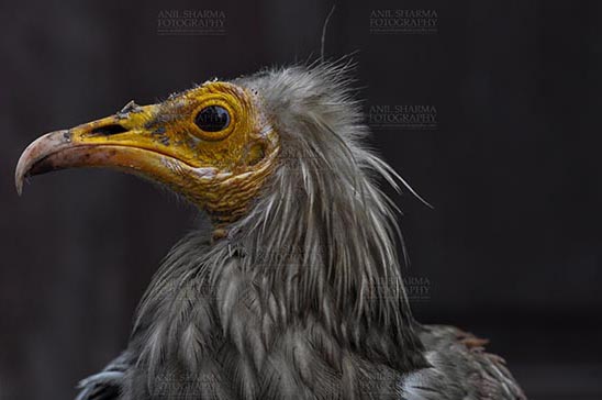Birds- Egyptian Vulture (Neophron percnopterus) Egyptian vulture, Aligarh, Uttar Pradesh, India- January 21, 2017: Close-up of an adult Egyptian Vulture with dark background at Aligarh, Uttar Pradesh, India. by Anil