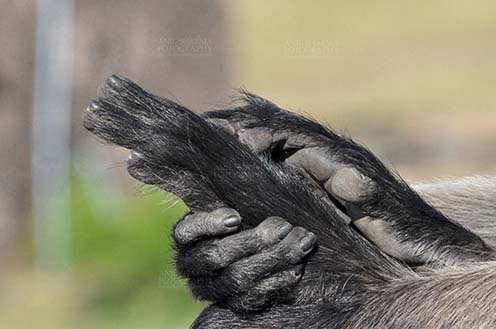 Wildlife- Gray or Common Indian Langur (India) Close-up of a tired black footed Gray Langur (Semnopithecus hypoleucos) holding his feet at Bhopal, Madhya Pradesh, India. by Anil