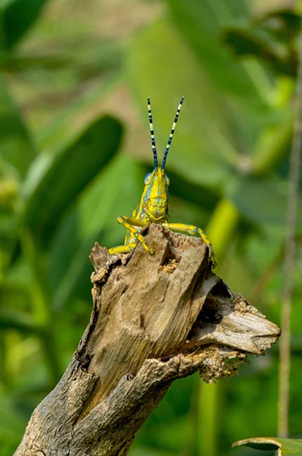 Insects- Indian Painted Grasshopper An Indian Painted Grasshopper, Poekilocerus Pictus, sitting on a tree branch. by Anil