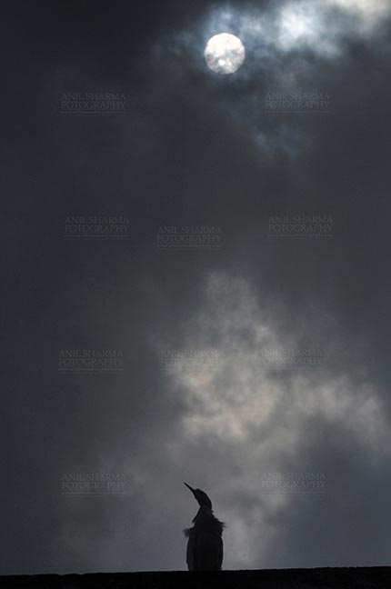 Birds- Cattle Egret (Bubulcus ibis) Noida, Uttar Pradesh, India, (Photo: Atul Sharma) Noida, India- September 22, 2015: A Lonely Cattle Egret (Bubulcus ibis) sitting on a building with full moon in the sky at Noida, Uttar Pradesh, India. by Anil