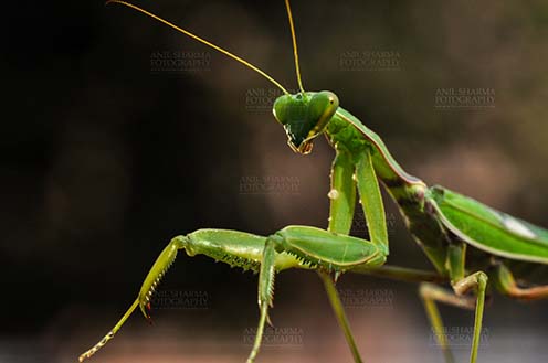 Insect- Praying Mantis Close-up of a Praying Mantis, Mantodea (or mantises, mantes) with dark background in playful mood in a garden at Noida, Uttar Predesh, India. by Anil