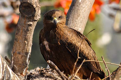 Raptors: Black Kite Milvus migrans (Boddaert) (Photo: Anil Sharma) Close-up shot of My Great Mom. by Anil