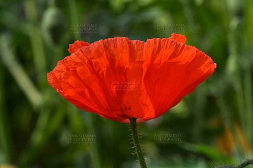 Flowers- Poppy Flowers (Papaver oideae) Beautiful Red Color Poppy (Papaver oideae) flower with green color background blooming in a garden at Noida, Uttar Pradesh, India. by Anil