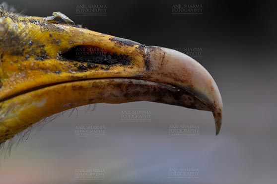 Birds- Egyptian Vulture (Neophron percnopterus) Egyptian vulture, Aligarh, Uttar Pradesh, India- January 21, 2017:  Micro shot of an adult Egyptian Vulture's beak with dark background at Aligarh, Uttar Pradesh, India. by Anil
