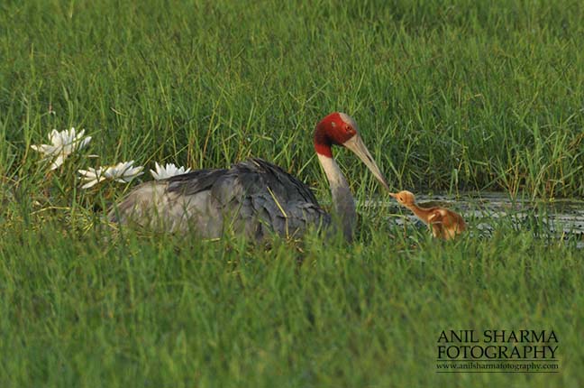 Birds- Sarus Crane (Grus Antigone) Tired Sarus Crane Mom, Grus Antigone (Linnaeus) with her chick at Greater Noida, Uttar Pradesh, India. by Anil