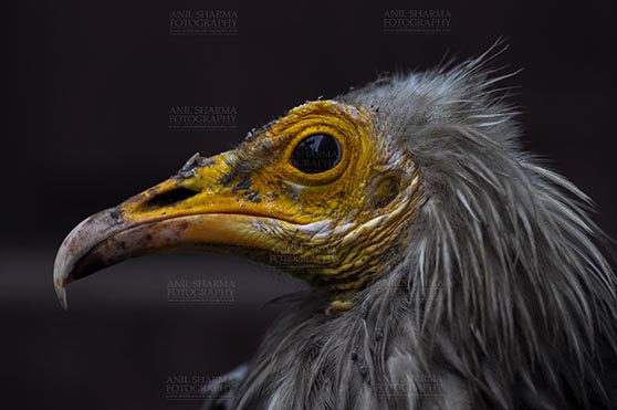 Birds- Egyptian Vulture (Neophron percnopterus) Egyptian vulture, Aligarh, Uttar Pradesh, India- January 21, 2017: Close-up of an adult Egyptian Vulture with dark background at Aligarh, Uttar Pradesh, India. by Anil