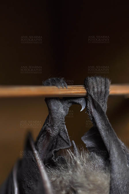 Wildlife- Indian Fruit Bat (Petrous giganteus) Noida, Uttar Pradesh, India.(Photo: Anil Sharma) Indian fruit bat (Pteropus giganteus) claws, Noida, Uttar Pradesh, India- January 19, 2017: An Indian fruit bat hanging upside down, showing claws at Noida, Uttar Pradesh, India. by Anil