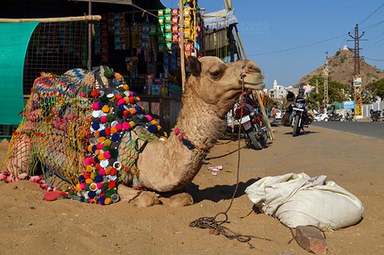 Fairs- Pushkar Fair (Rajasthan) Pushkar, Rajasthan, India- January 16, 2018: Beautifully decorated Camel taking rest at Pushkar fair ground, Rajasthan, India. by Anil