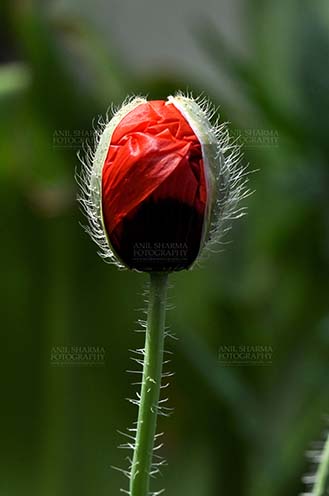 Flowers- Poppy Flowers (Papaver oideae) Beautiful Red Color Poppy (Papaver oideae) bud with green color background in a garden at Noida, Uttar Pradesh, India. by Anil